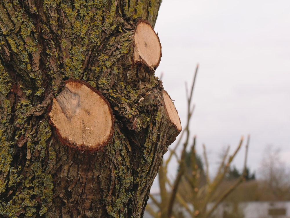 gardeners in Norfolk